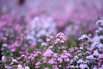 Obraz premium Purple margaret flowers beautiful blooming in the garden.