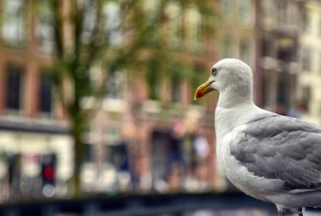 Amsterdam, Holland, August 201. In the central red-light district a gull on the roof of a car along the canals. The typical houses in the center are blurred in the background.