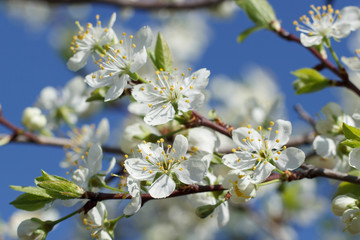A branch with white flowers on a background of blue sky close-up. Plum blossom in spring. Beautiful floral background.