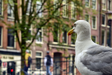 Amsterdam, Holland, August 201. In the central red-light district a gull on the roof of a car along the canals. The typical houses in the center are blurred in the background.