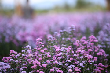 Purple margaret flowers beautiful blooming in the garden.