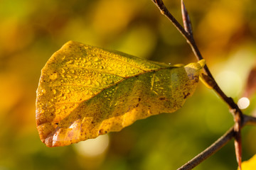 Gelbes herbstliches Blatt mit Tautropfen von Morgentau