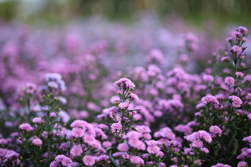 Obraz premium Purple margaret flowers beautiful blooming in the garden.