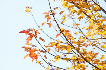 Ahorn (Acer ), buntes Herbstlaub an einem Baum, Deutschland