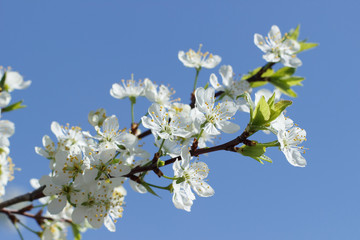 A branch with white flowers on a background of blue sky close-up. Plum blossom in spring. Beautiful floral background.