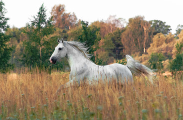 White lippizaner breed stallion running in the yellow summer field in the morning. Animal portrait.