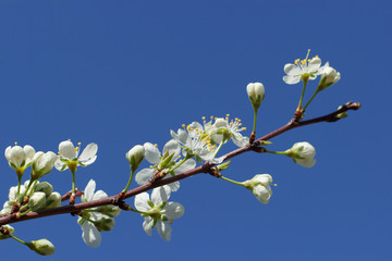 Obraz na płótnie Canvas A branch with white flowers on a background of blue sky close-up. Plum blossom in spring. Beautiful floral background.