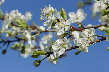 A branch with white flowers on a background of blue sky close-up. Plum blossom in spring. Beautiful floral background.