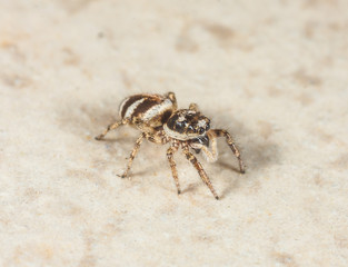 Zebraspringspinne