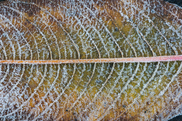 frost growing onto the textures of a fallen autumn leaf