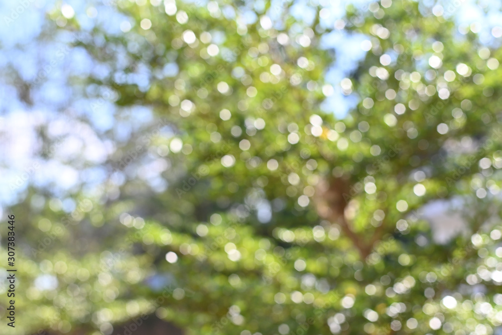 Aufkleber abstract green bokeh background, green blurred abstract background from foliage sunshine background