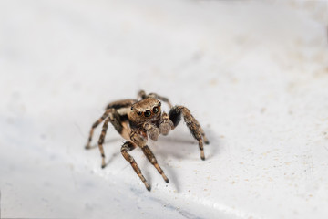 Springspinne