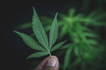 hand holding a marijuana leaf  of medical hemp.
