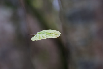 A leaf growing between two trees 