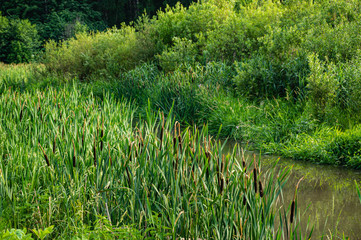 Thickets of marsh plants along banks of forest river. Picturesque summer landscape. Trees are reflected in river water. Russian nature and ecological tourism. Moscow region. Calmness and relaxation.