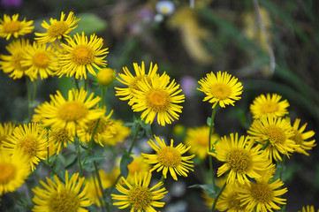 Inula blooms in the wild in summer.