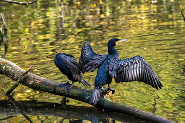 The great cormorant, Phalacrocorax carbo sitting on a branch