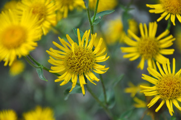 Inula blooms in the wild in summer.