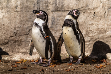 Humboldt Penguin, Spheniscus humboldti in the zoo