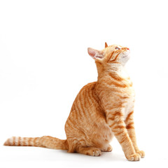 Cute red cat on a white background