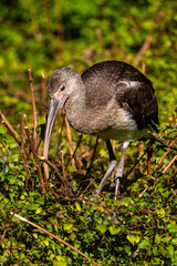 Glossy ibis, Plegadis falcinellus in a german zoo