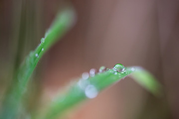 A dew drop on the end of a blade of grass