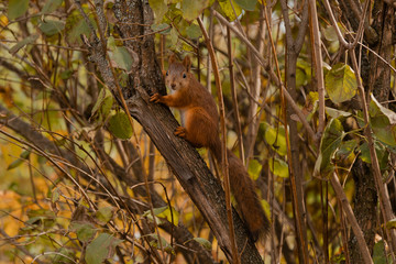 red squirrel on the branches looks into the frame
