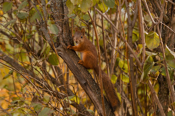 red squirrel on the branches looks into the frame