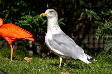 The European Herring Gull, Larus argentatus is a large gull
