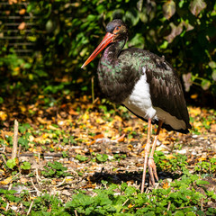 Black stork, Ciconia nigra in a german nature park
