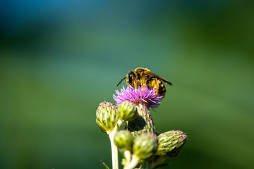 macro di un ape su un cardo selvativo