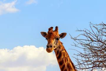 Wild african animals. Closeup namibian giraffe on natural sky background