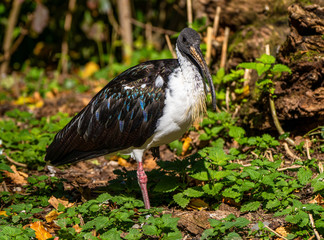Straw-necked Ibis, Threskiornis spinicollis in the zoo
