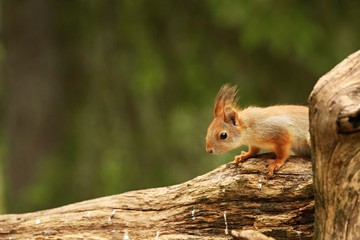 A red squirrel (Sciurus vulgaris) also called Eurasian red sguirrel sitting and feeding in branch in a green forest.