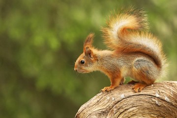 A red squirrel (Sciurus vulgaris) also called Eurasian red sguirrel sitting and feeding in branch in a green forest.