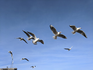  beautiful sea gulls on a background of blue sky