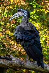 Abyssinian northern Ground Hornbill, Bucorvus abyssinicus strange bird