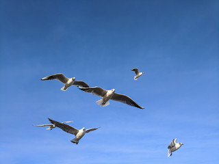  beautiful sea gulls on a background of blue sky