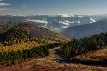 Autumn yellow wild mountains with fog on larch trees