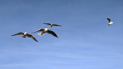  beautiful sea gulls on a background of blue sky