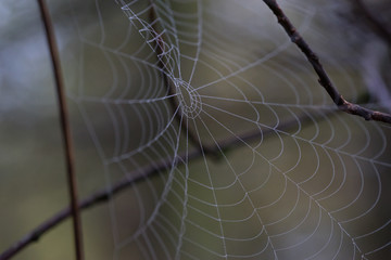 a spiders web covered in morning dew drops
