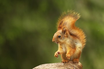 A red squirrel (Sciurus vulgaris) also called Eurasian red sguirrel sitting and feeding in branch in a green forest.