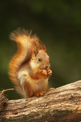A red squirrel (Sciurus vulgaris) also called Eurasian red sguirrel sitting and feeding in branch in a green forest.