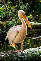 Great White Pelican, Pelecanus onocrotalus in the zoo