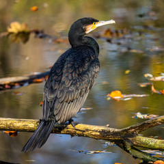 The great cormorant, Phalacrocorax carbo sitting on a branch
