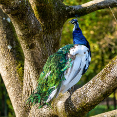 Obraz premium Indian Peacock or Blue Peacock, Pavo cristatus in the zoo