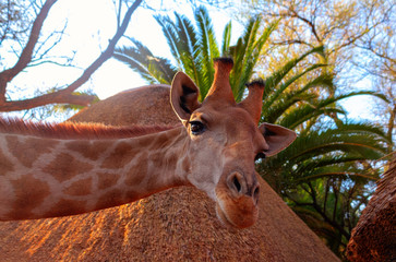 Wild african animals. Closeup namibian giraffe on natural sky background