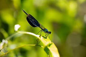 macro di una libellula, calopteryx splendens