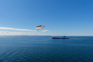 one seagull in flight with ship, blue cloudy sky and sea