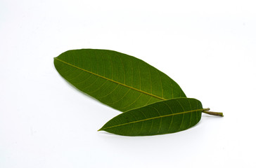 Green leaves, mango leaves, isolated on a white background
